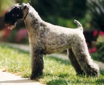 KERRY BLUE TERRIER